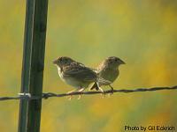 Grasshopper Sparrow pair